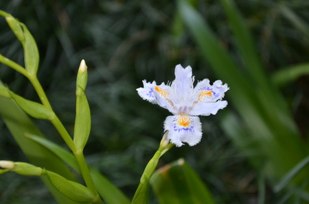   3659;Japanese white orchidの写真素材