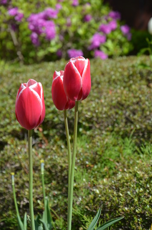 Red Tulipの写真素材