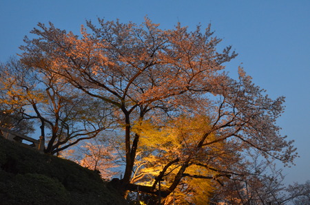 Sakura Tree in Kyoto の写真素材