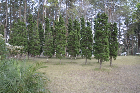 The pine plantation.の写真素材
