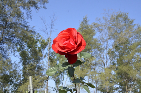 A red Rose with skyの写真素材