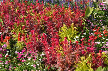 cockscomb flowersの写真素材