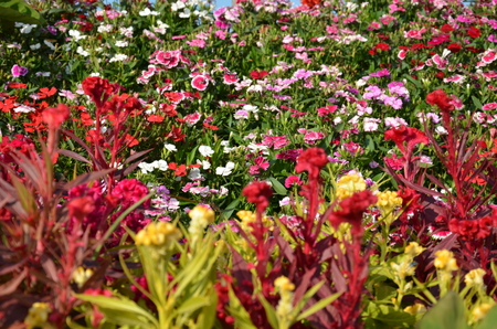 Dianthus pink flowerの写真素材