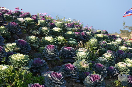 Ornamental Cabbage  Gardenの写真素材