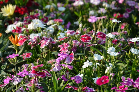 Dianthus flowers  Dianthus chinensisの写真素材