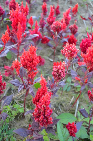 Red Celosia argenteaの写真素材