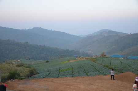 Cabbage farm  Phu Thap boekの写真素材