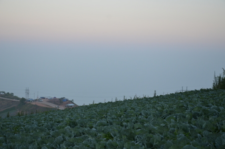 Cabbage Hill Farm at Phu Tubberk Thailandの写真素材