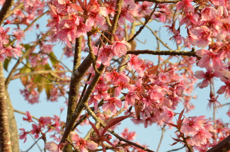 Flower queen tiger or Sakura Thailandの写真素材