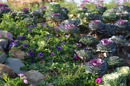 Pule or Ornamental Cabbageare ancient plants that have long been. It was found in the south of Thailand.  xの写真素材