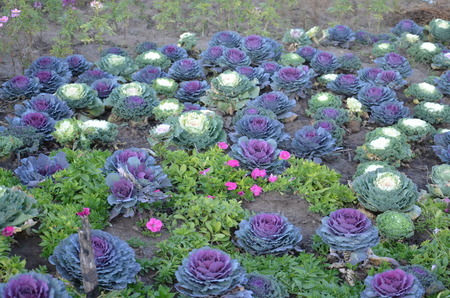 Pule or Ornamental Cabbageare ancient plants that have long been. It was found in the south of Thailand.  xの写真素材