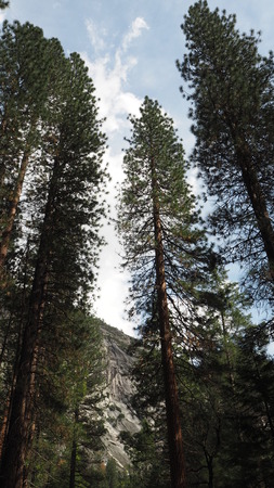 giant redwoodの写真素材