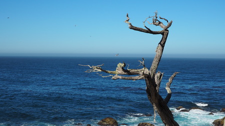 Pebble Beach, Californiaの写真素材