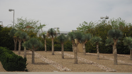 Palm treesの写真素材