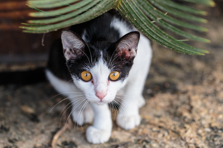 yellow eyes cat looking at camera under green leafの写真素材