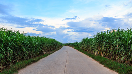 road among sugarcane plantation. Mauritiusの写真素材