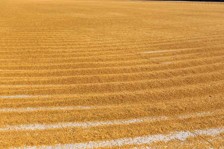 dry rice after harvest
