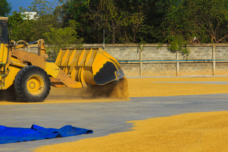 Skid steer loaders moving paddy for dry outの写真素材