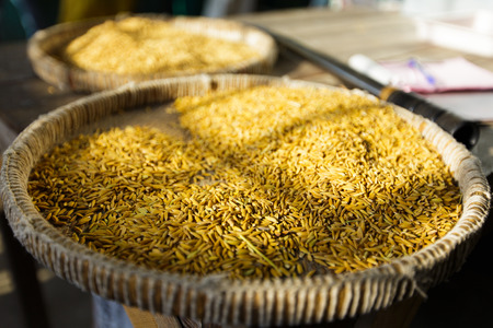 paddy rice in thai bamboo basket, grainの写真素材