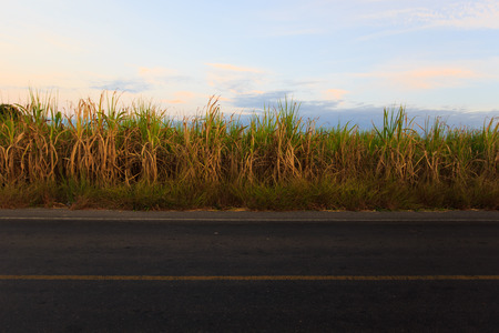 Road for the Sugar Cane Field, thailandの写真素材