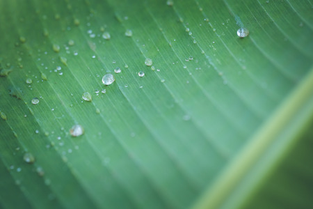 Close up of bright green leaf and water dropの写真素材