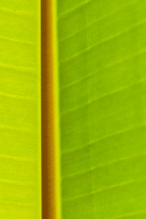 Close up of fresh banana leaf, banana leaf texture, for backgroundの写真素材