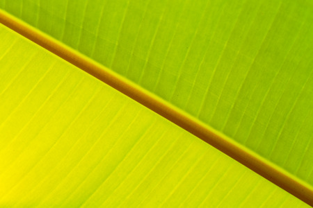 Close up of fresh banana leafの写真素材