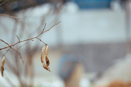 Dried leafsの写真素材