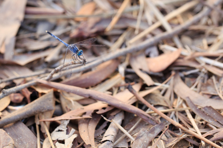 Dragonfly on dead branchの写真素材