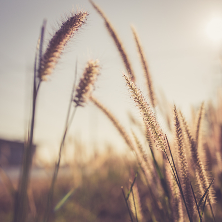 Unwanted flora with rim light, warm retro styleの写真素材