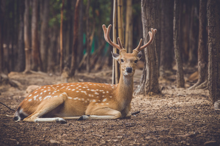 Wild dear at natural site Khonkaenzoo, Thailandの写真素材