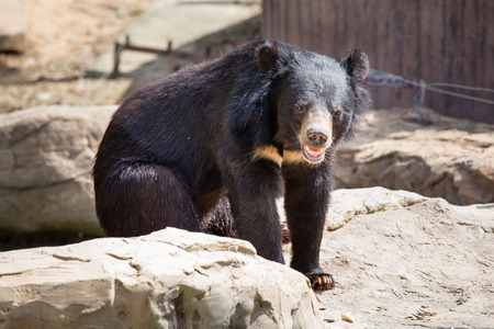 Asiatic black bear, Khonkaenzooの写真素材