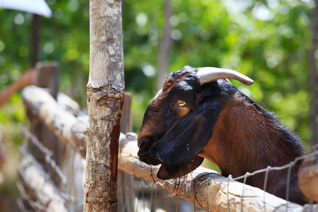 Side profile of the head of a goat facing left in zooの写真素材