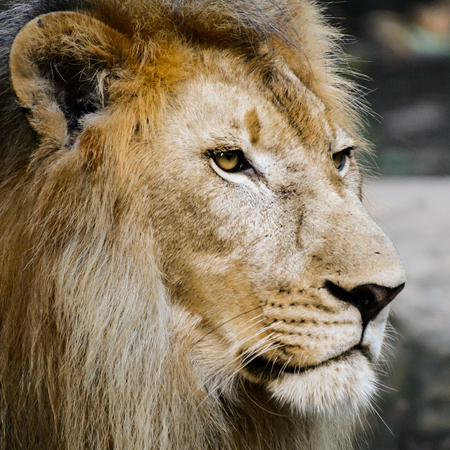Male lion portrait