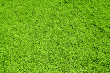 green grass background texture highの写真素材