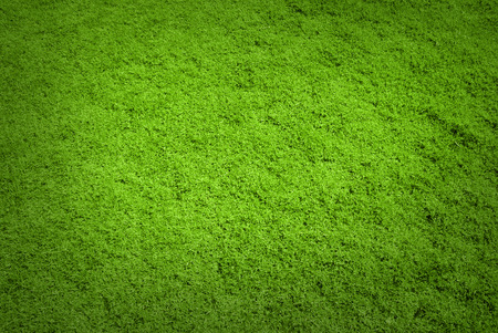 green grass texture background and high textureの写真素材