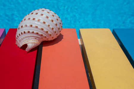 summer with sea shell on color wood