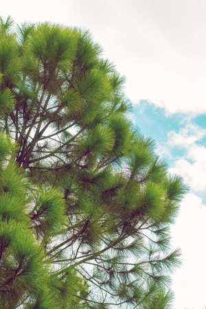 forest of nature fir leaf tree in wildlife on summer blue sky background, vacation holiday and...