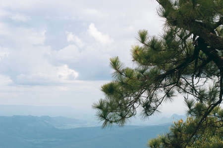 forest of nature fir leaf tree in wildlife on summer blue sky background, vacation holiday and travel to natural environment parkの写真素材
