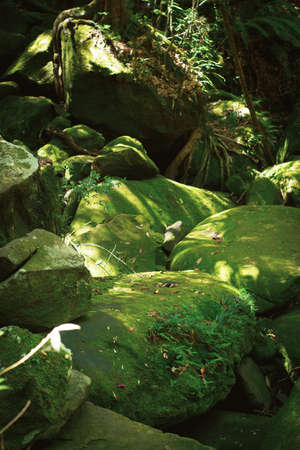 grass moss with natural stone in forest, nature of wildlife background, travel tourism concept