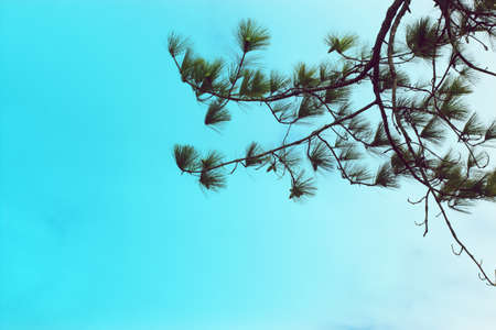 forest of nature fir leaf tree in wildlife on summer blue sky background, vacation holiday and travel to natural environment parkの写真素材