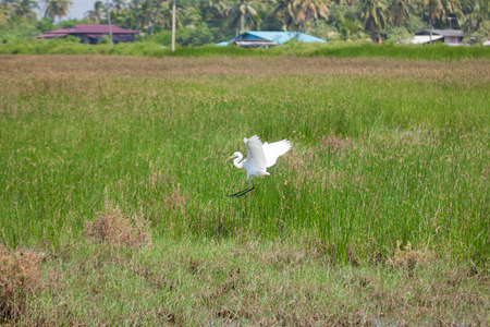bird flyingの写真素材
