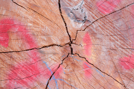 cross section log textureの写真素材