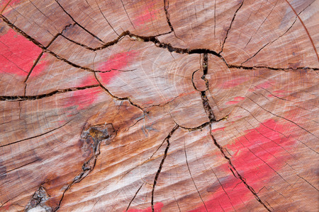 cross section log textureの写真素材