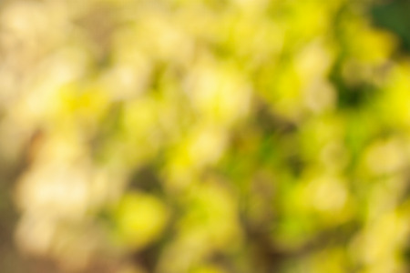 Abstract nature yellow blurred background with bokeh, yellow bokeh backgroundsの写真素材