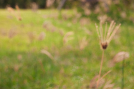 Flowering grass bending in blur focus effectの写真素材