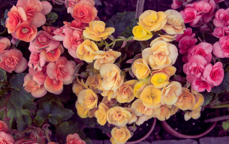 Vintage Flowersの写真素材