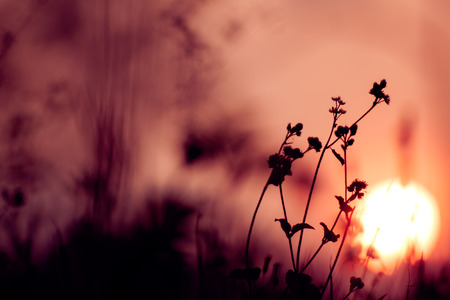 Vintage natureの写真素材