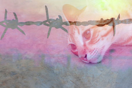 a cat and barbed wire ,vintage overlaysの写真素材