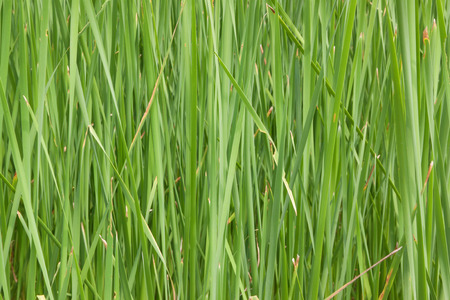 Green grass backgrounds
